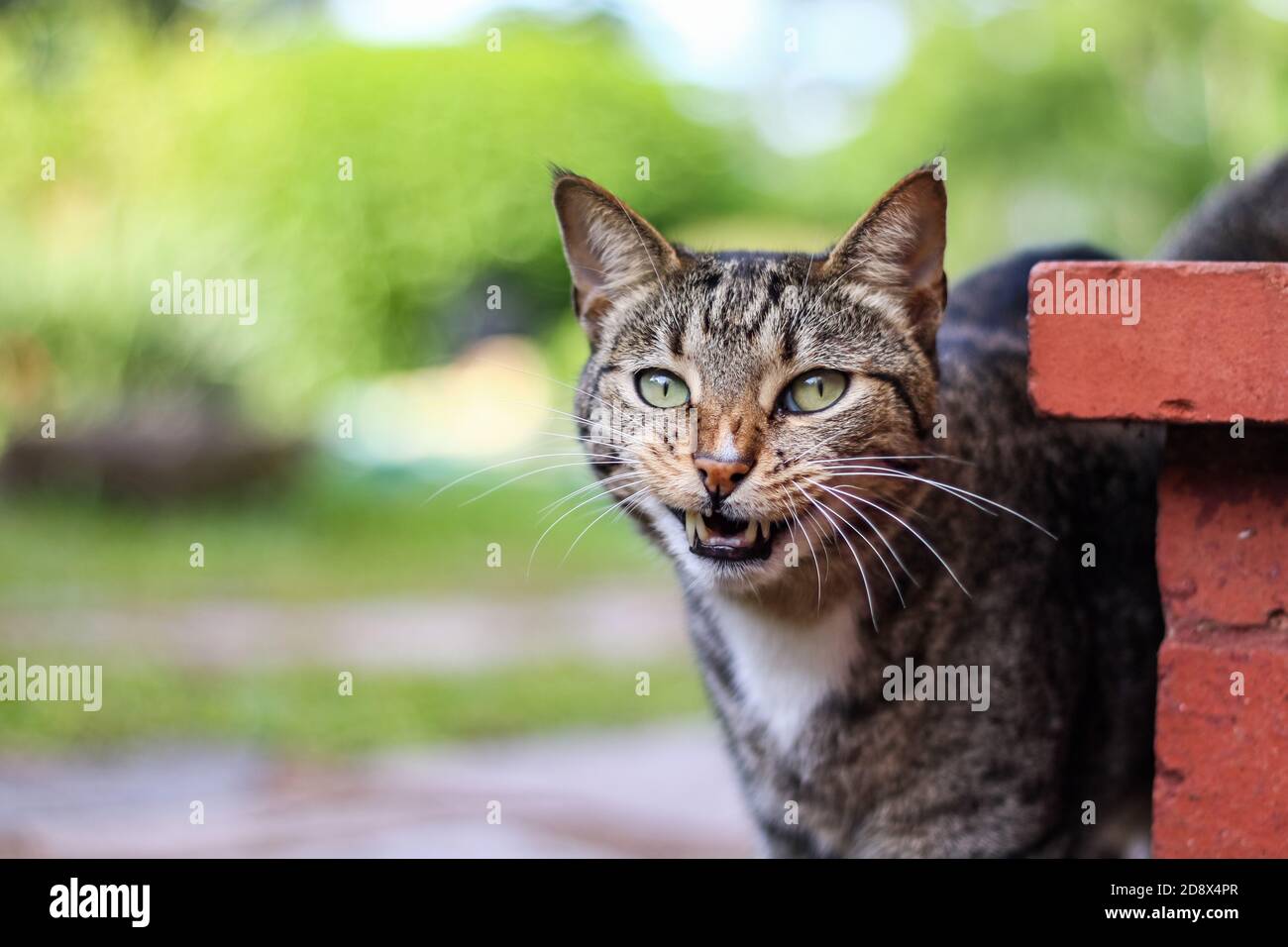 Tabby de maquereau mâle en pleurs Banque D'Images