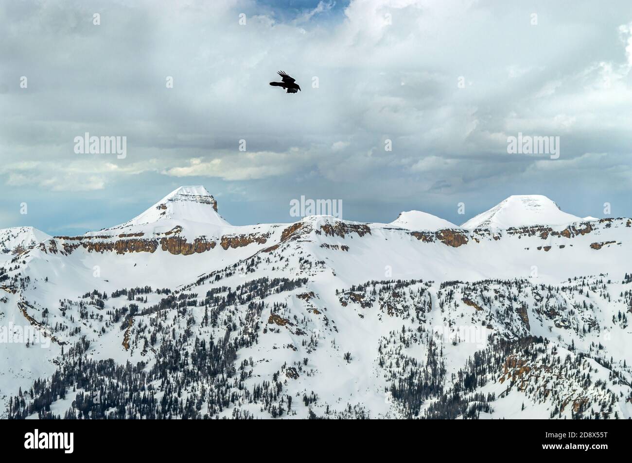 Oiseau au-dessus D'UN Snowy Jackson Hole Wyoming Banque D'Images