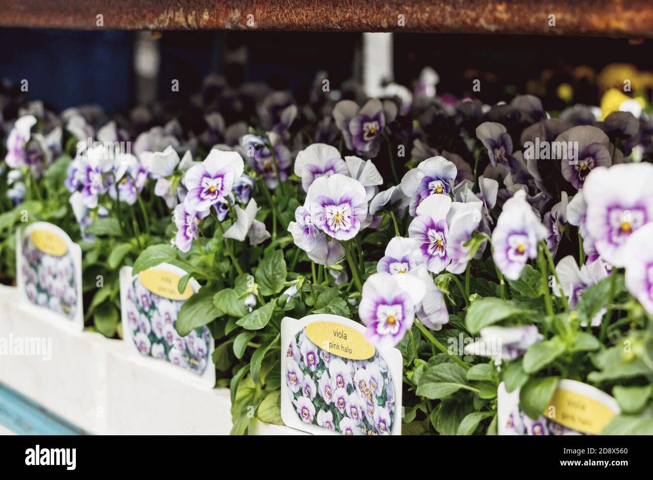 Plante tricolore de viola en pots au marché de fleurs de la route de columbia À Londres Banque D'Images