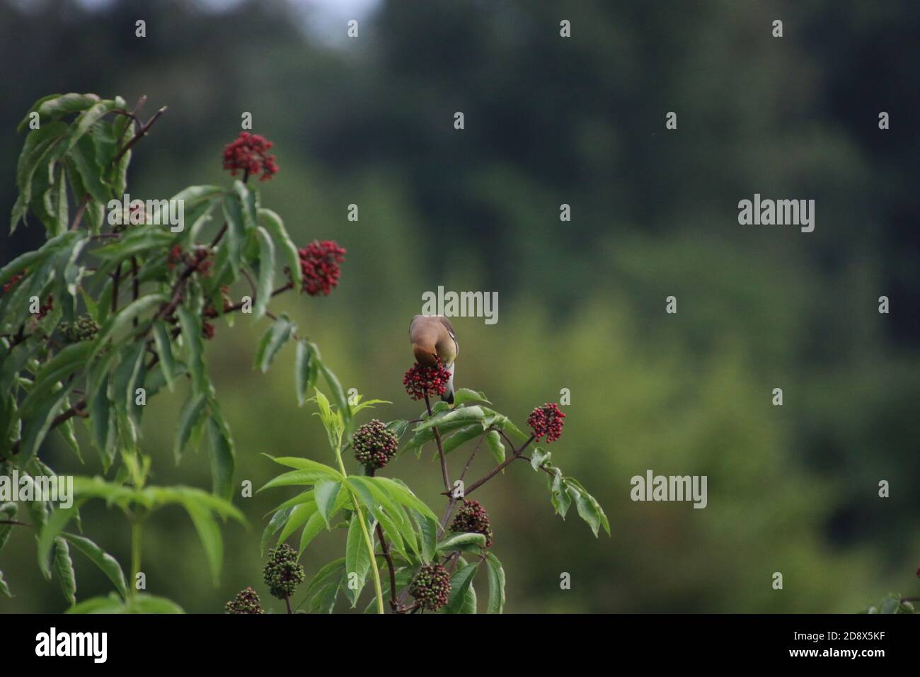 Une aile de cèdre perchée sur un bouquet de baies rouges les manger Banque D'Images