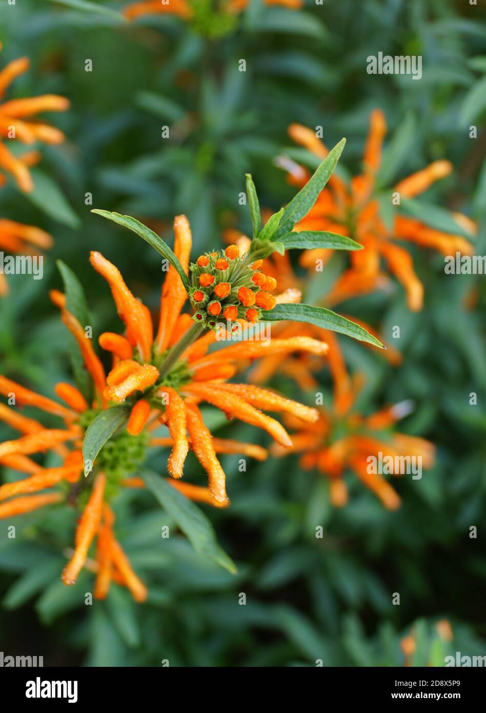 Belles fleurs orange de la queue du lion, une plante vivace Banque D'Images