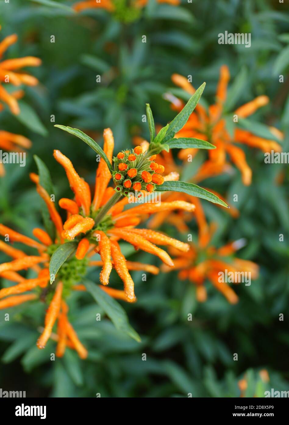Belles fleurs orange de la queue du lion, une plante vivace Photo Stock -  Alamy