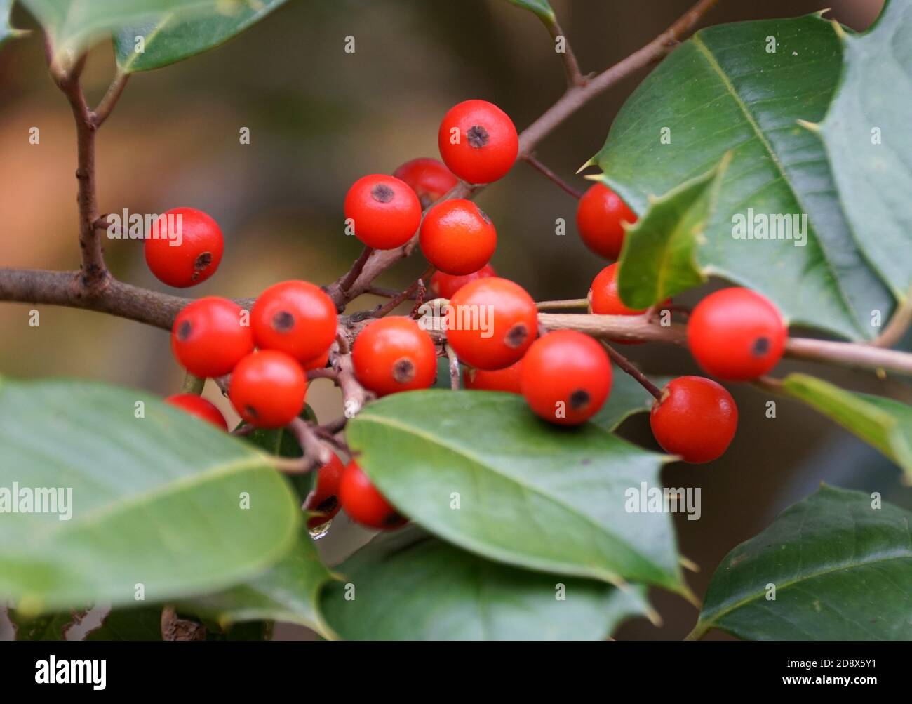 Un groupe de Winterberry Holly rouge 'Red Sprite' sur le arbre Banque D'Images