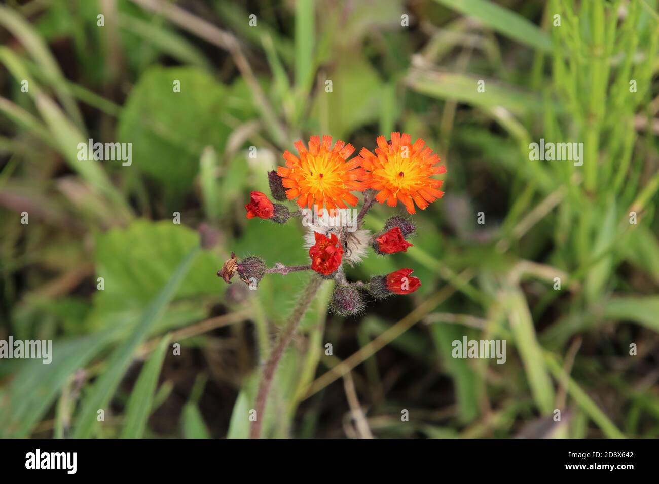 Deux fleurs d'oranger avec boutons de fleurs rouges partiellement ouvert avec des feuilles vertes et de l'herbe en arrière-plan. Banque D'Images