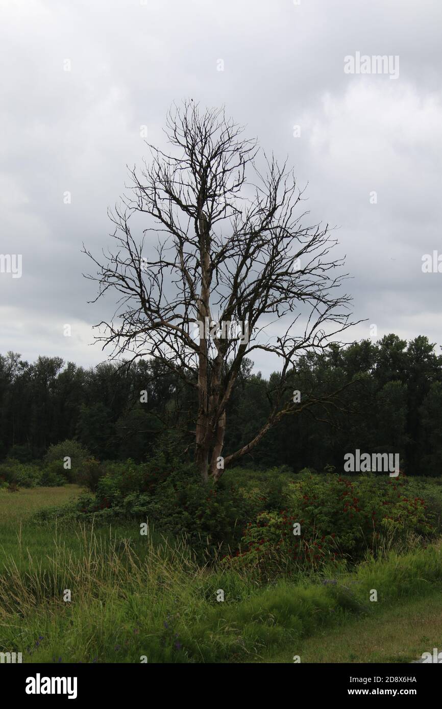 Un arbre mort avec beaucoup de branches sur le bord d'un pré avec des arbres en arrière-plan Banque D'Images