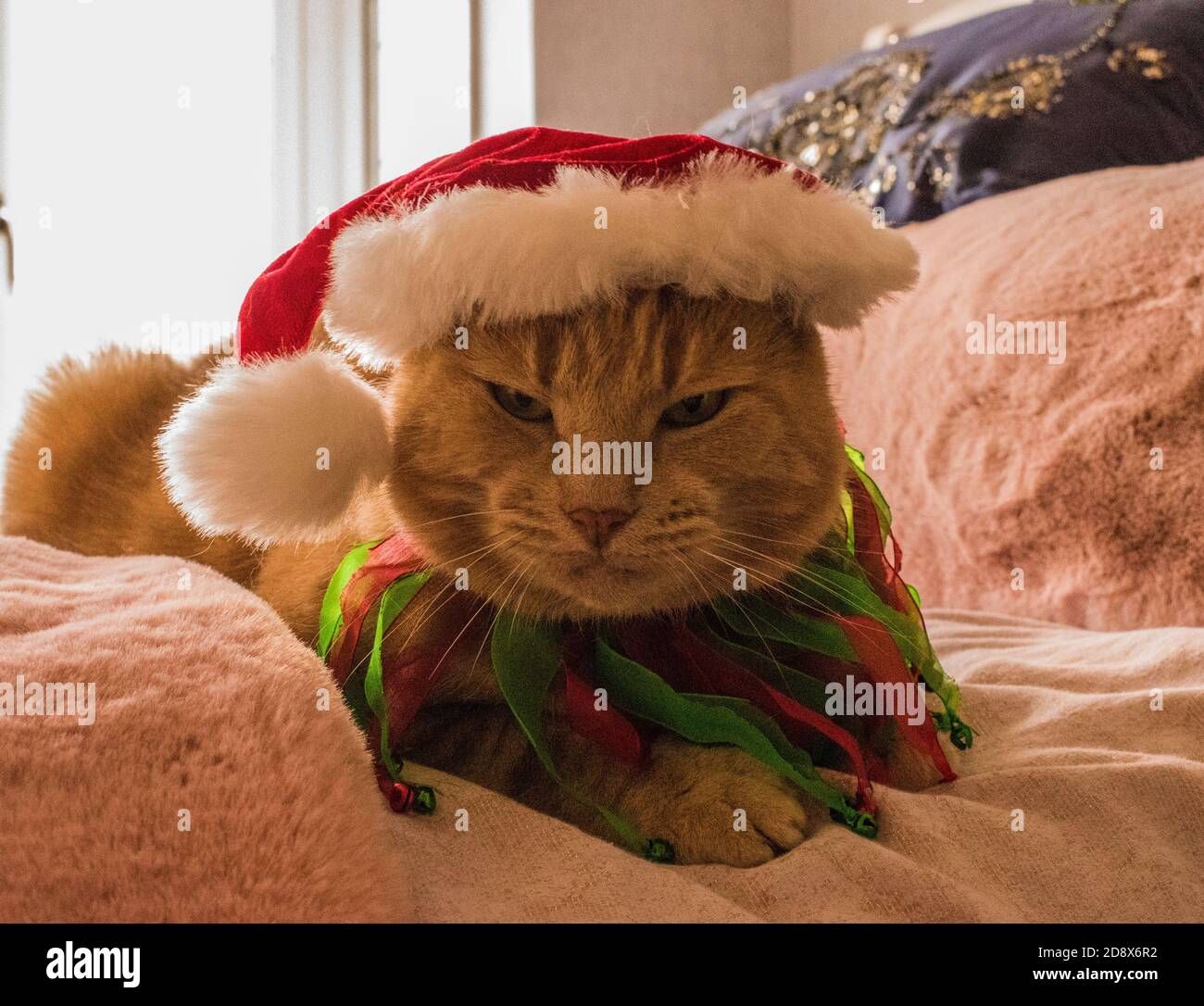 Tenue noel chat hotsell