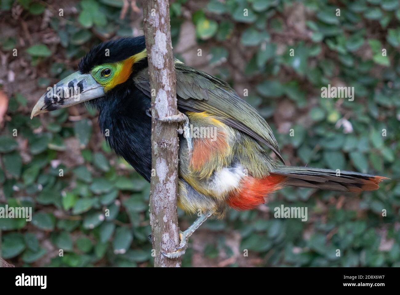 Araçari-poca, magnifique oiseau tropical brésilien Banque D'Images