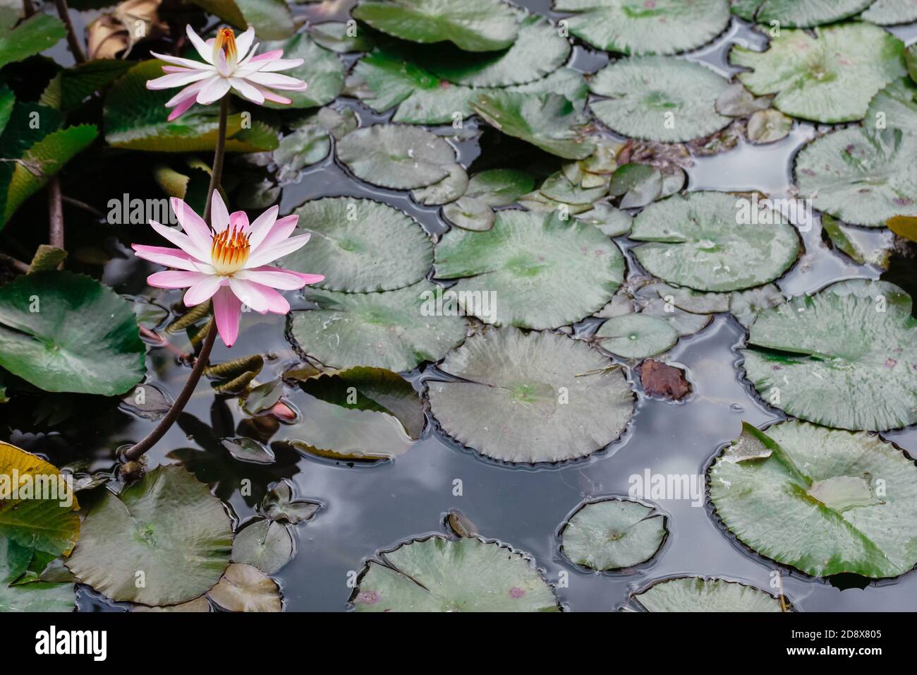 Regardez la photo d'un magnifique nénuphars de lotus blanc fleuri fleur dans un étang Banque D'Images