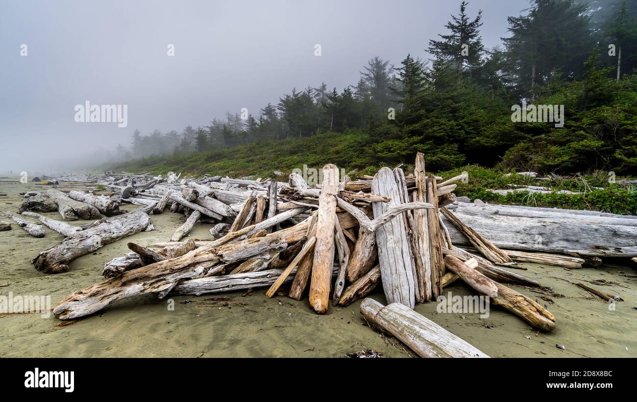 Le bois de Driftwood s'est lavé sur la rive sur la plage de sable couvert de brume de Cox Bay, dans le parc national Pacific Rim, sur l'île de Vancouver, en Colombie-Britannique, au Canada Banque D'Images