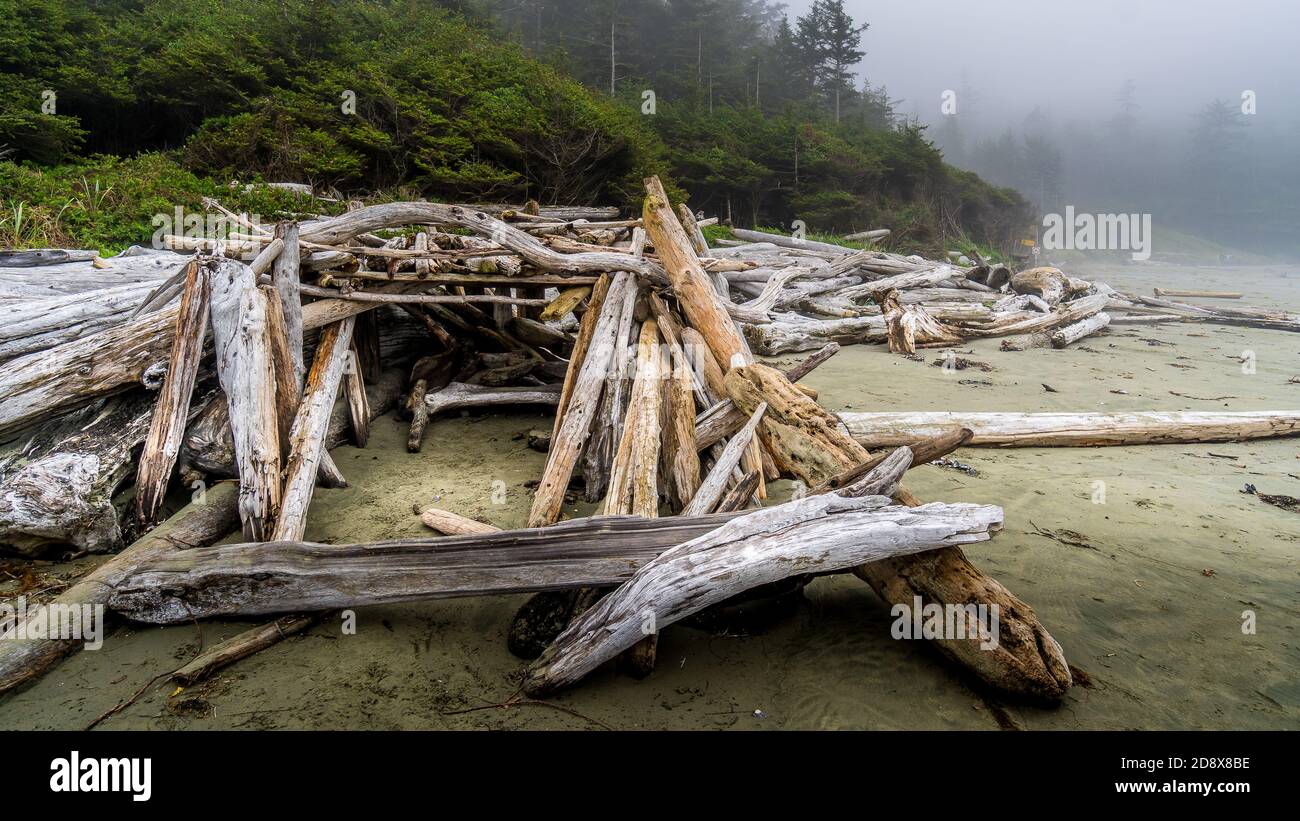 Le bois de Driftwood s'est lavé sur la rive sur la plage de sable couvert de brume de Cox Bay, dans le parc national Pacific Rim, sur l'île de Vancouver, en Colombie-Britannique, au Canada Banque D'Images
