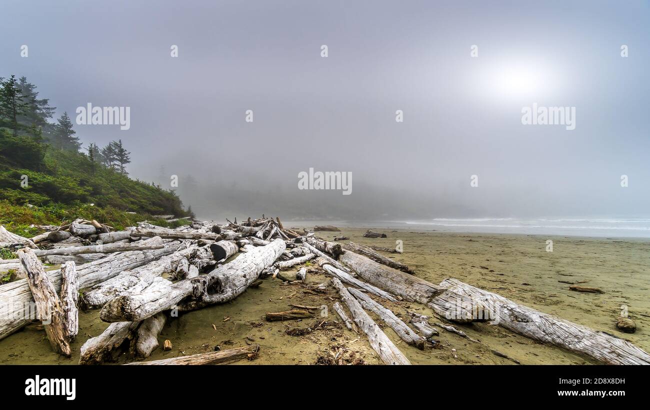 Le bois de Driftwood s'est lavé sur la rive sur la plage de sable couvert de brume de Cox Bay, dans le parc national Pacific Rim, sur l'île de Vancouver, en Colombie-Britannique, au Canada Banque D'Images