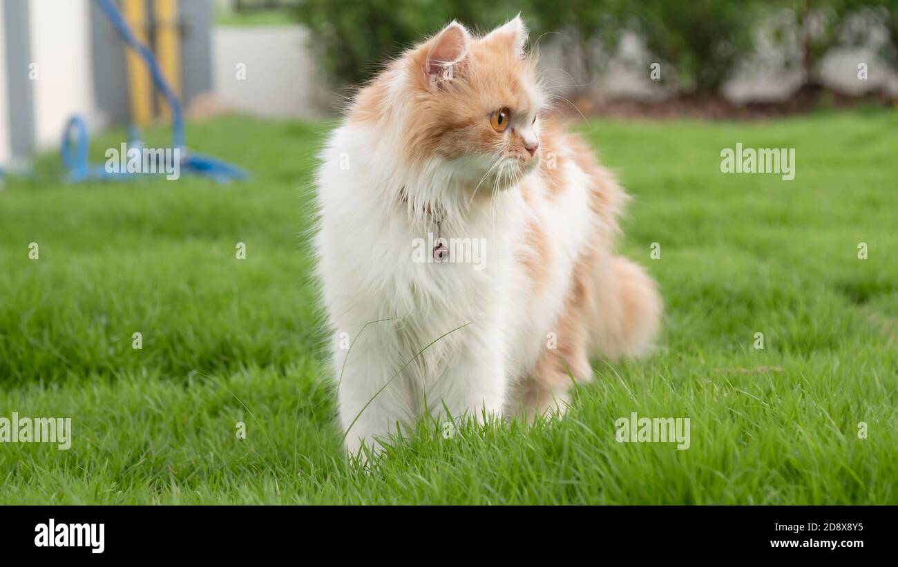 Un chat persan marche sur l'herbe dans le cour avant et regarder Banque D'Images