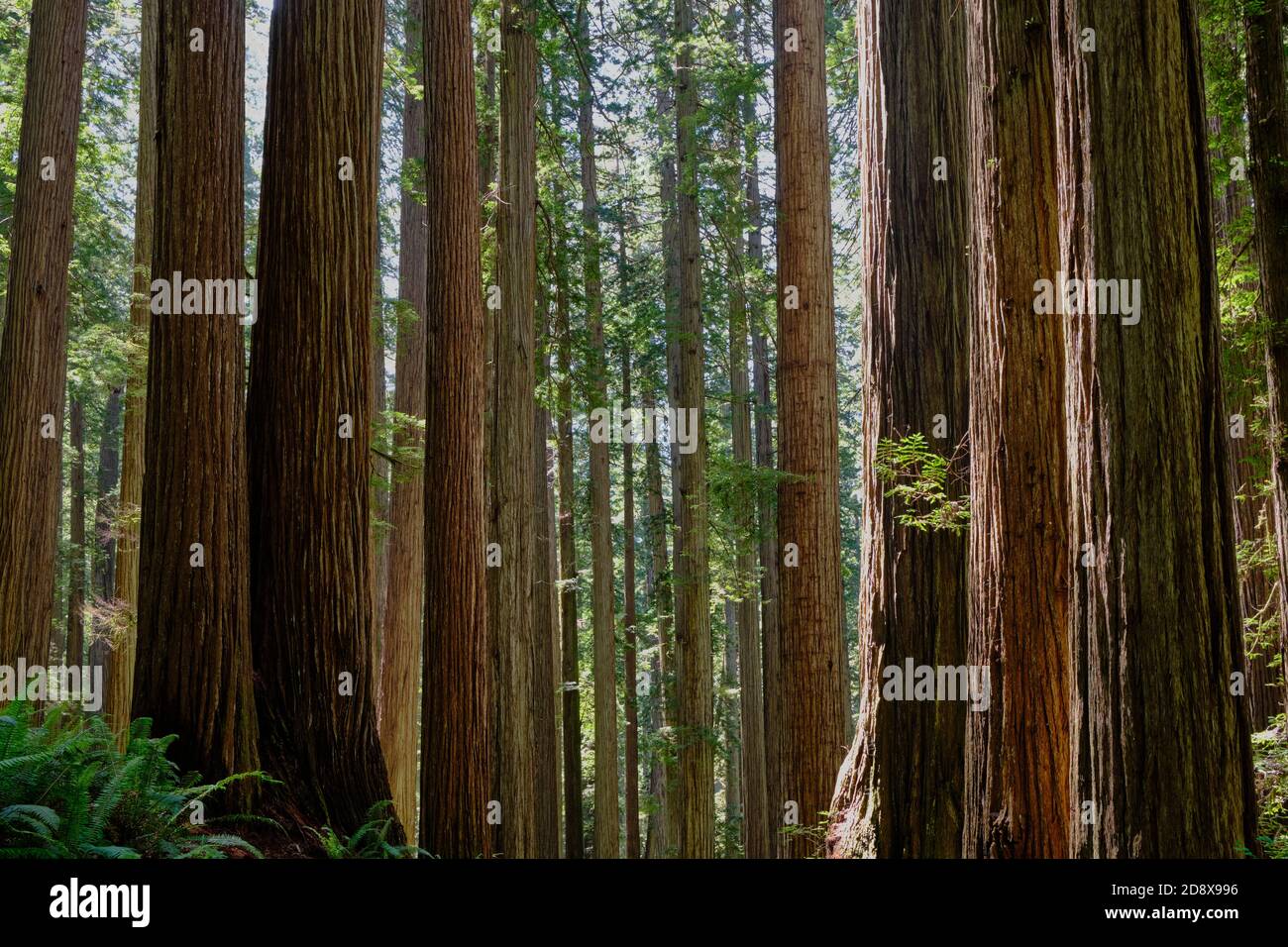 Grands séquoias dans Stout Grove, Jedediah Smith Redwoods State Park grandissent droit et haut et semblent presque parallèles. Banque D'Images