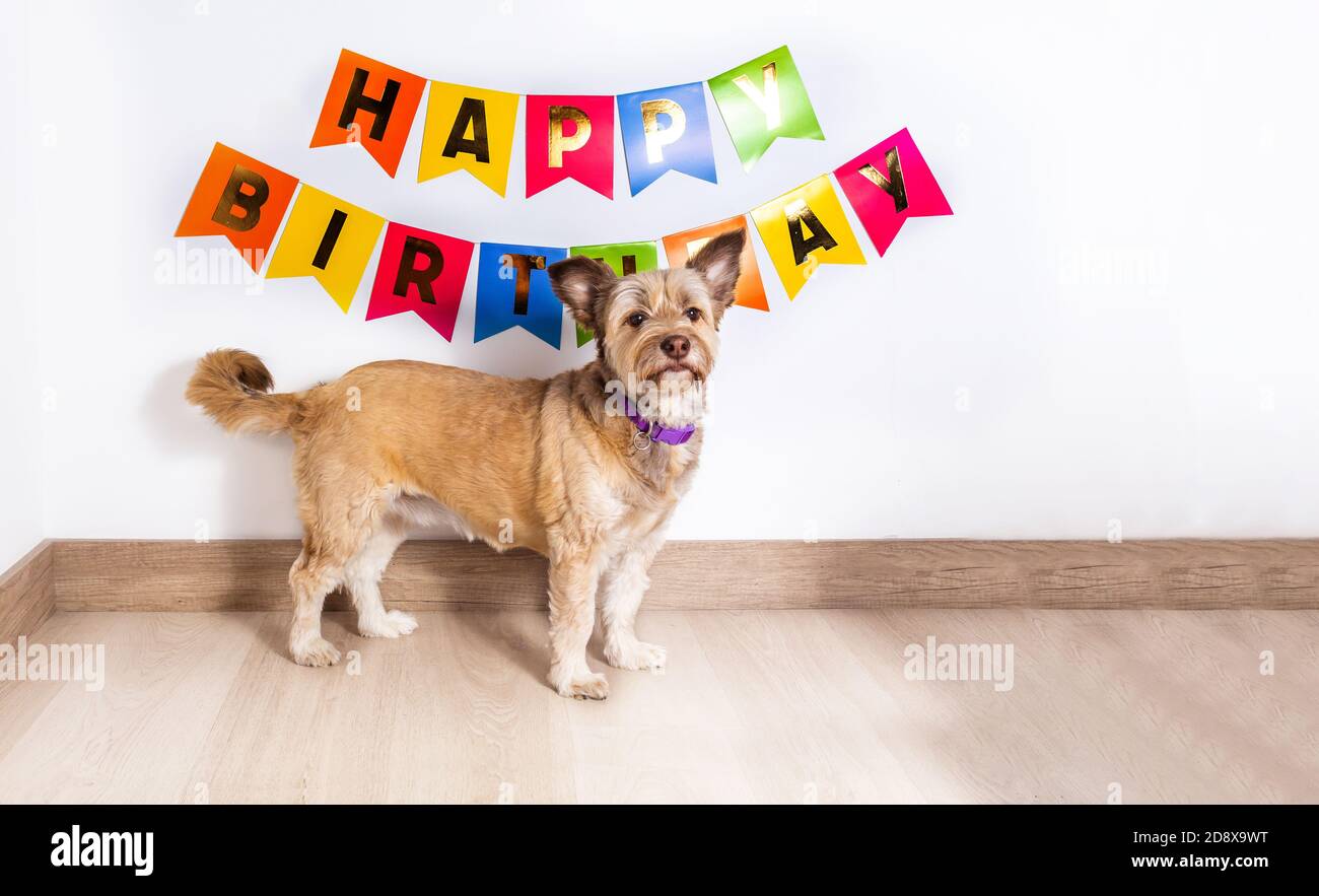Beau Chien Jaune Pose Devant Un Joyeux Anniversaire Affiche Photo Stock Alamy Beau Chien Jaune Pose Devant Un Joyeux Anniversaire Affiche Photo Stock Alamy
