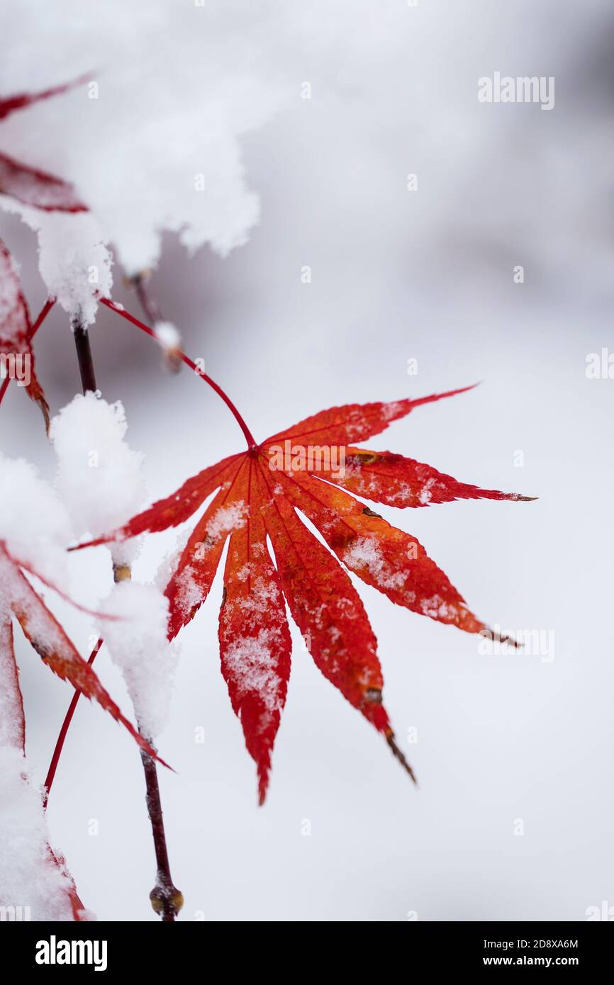 Une feuille rouge sur un érable japonais (Acer palmatum) dans la neige d'octobre à Westford, Massachusetts, États-Unis. Banque D'Images