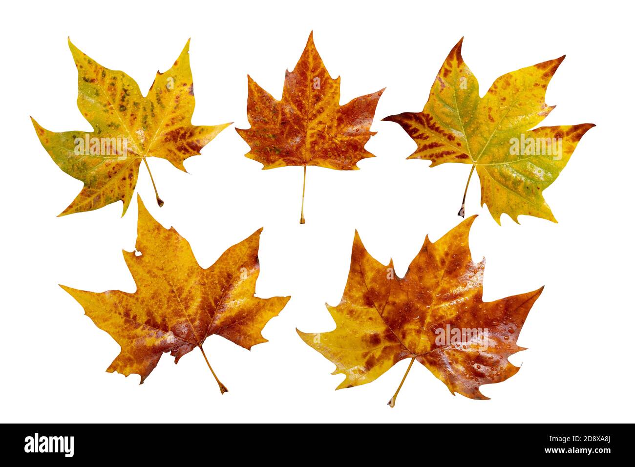 Chute jaune plan arbre feuilles ensemble isolé sur blanc. Feuillage d'automne de Platanus avec gouttes d'eau. Banque D'Images