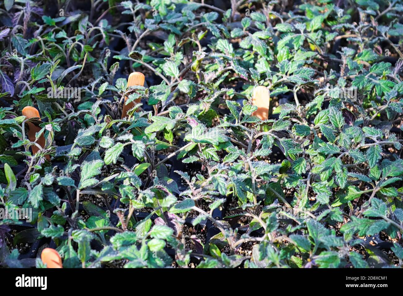 Gros plan des plants de tomates qui poussent en plateaux Banque D'Images