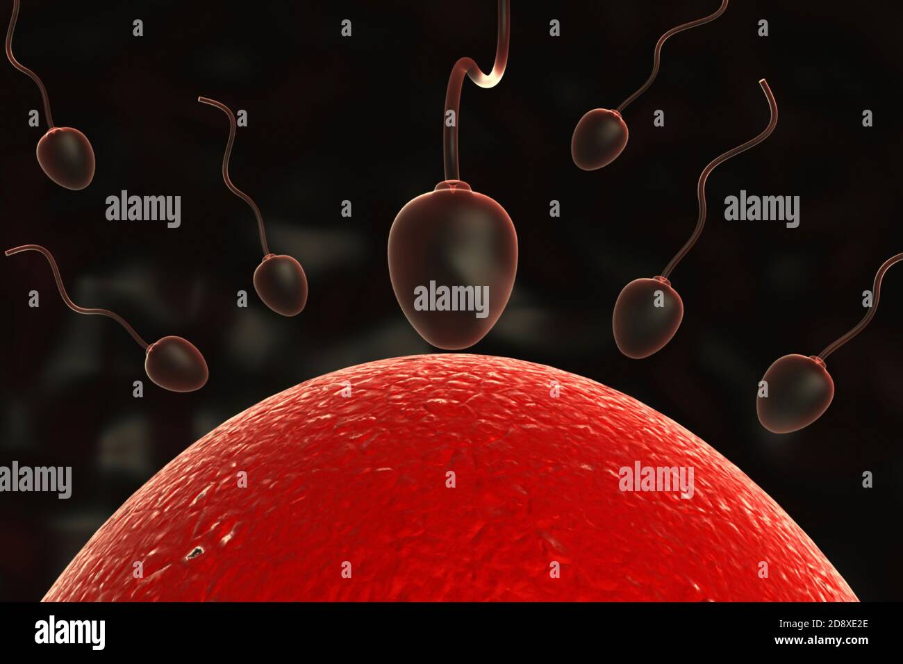 Spermatozoide Dans Ovule Banque De Photographies Et Dimages à Haute Résolution Alamy 