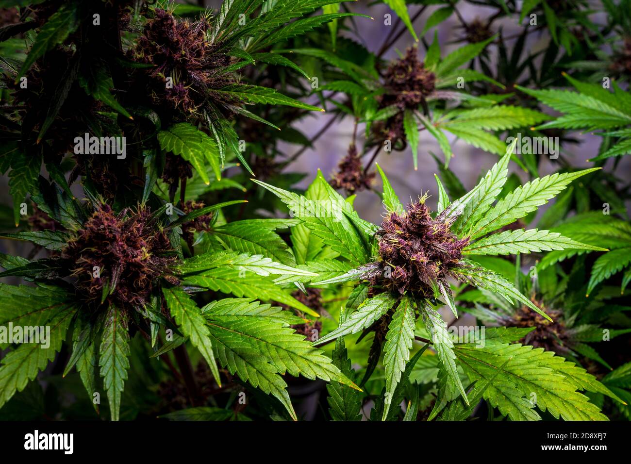 Fleur pourpre Kalini Asia plante de marijuana avec fleurs, feuilles de cannabis sativa, marihuana -THC fleur de cannabis et plante de marijuana Banque D'Images