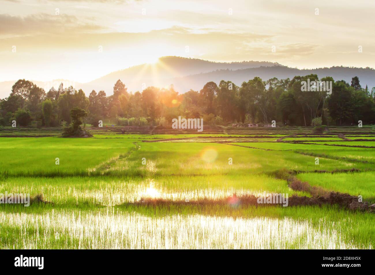 Paysage de rizières au coucher du soleil, plantules de riz vert croissant dans les champs, le soleil se coucher derrière une montagne en arrière-plan. Nord de la Thaïlande. Banque D'Images
