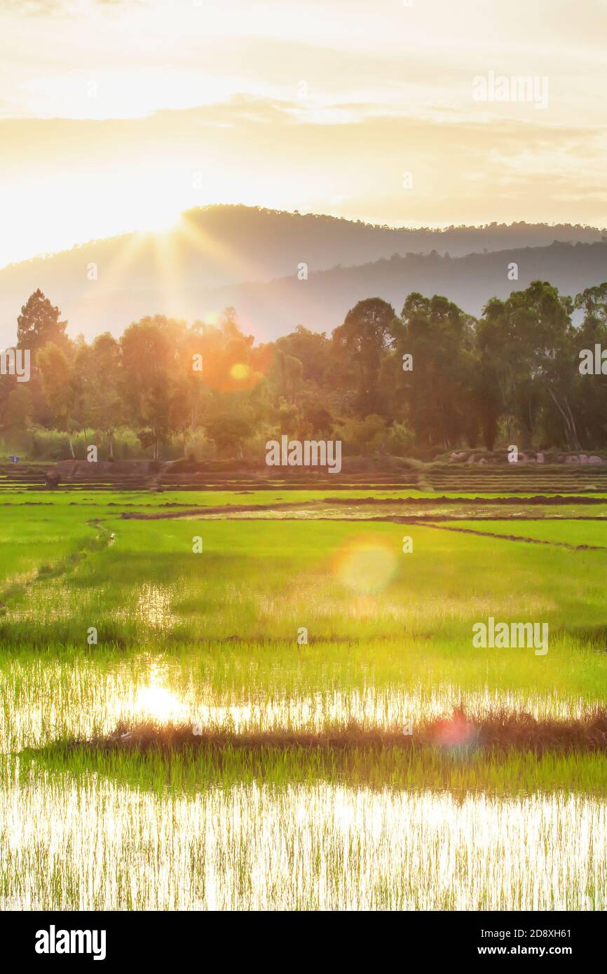 Paysage de rizières au coucher du soleil, plantules de riz vert croissant dans les champs, le soleil se coucher derrière une montagne en arrière-plan. Nord de la Thaïlande. Banque D'Images