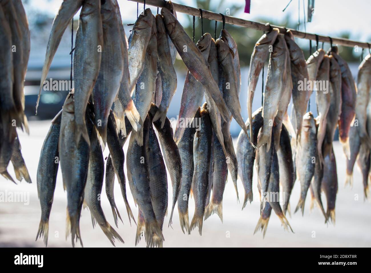 Bokkoms (poisson séché) Côte ouest de l'Afrique du Sud suspendu dans des bunches au bord de la route calage Banque D'Images