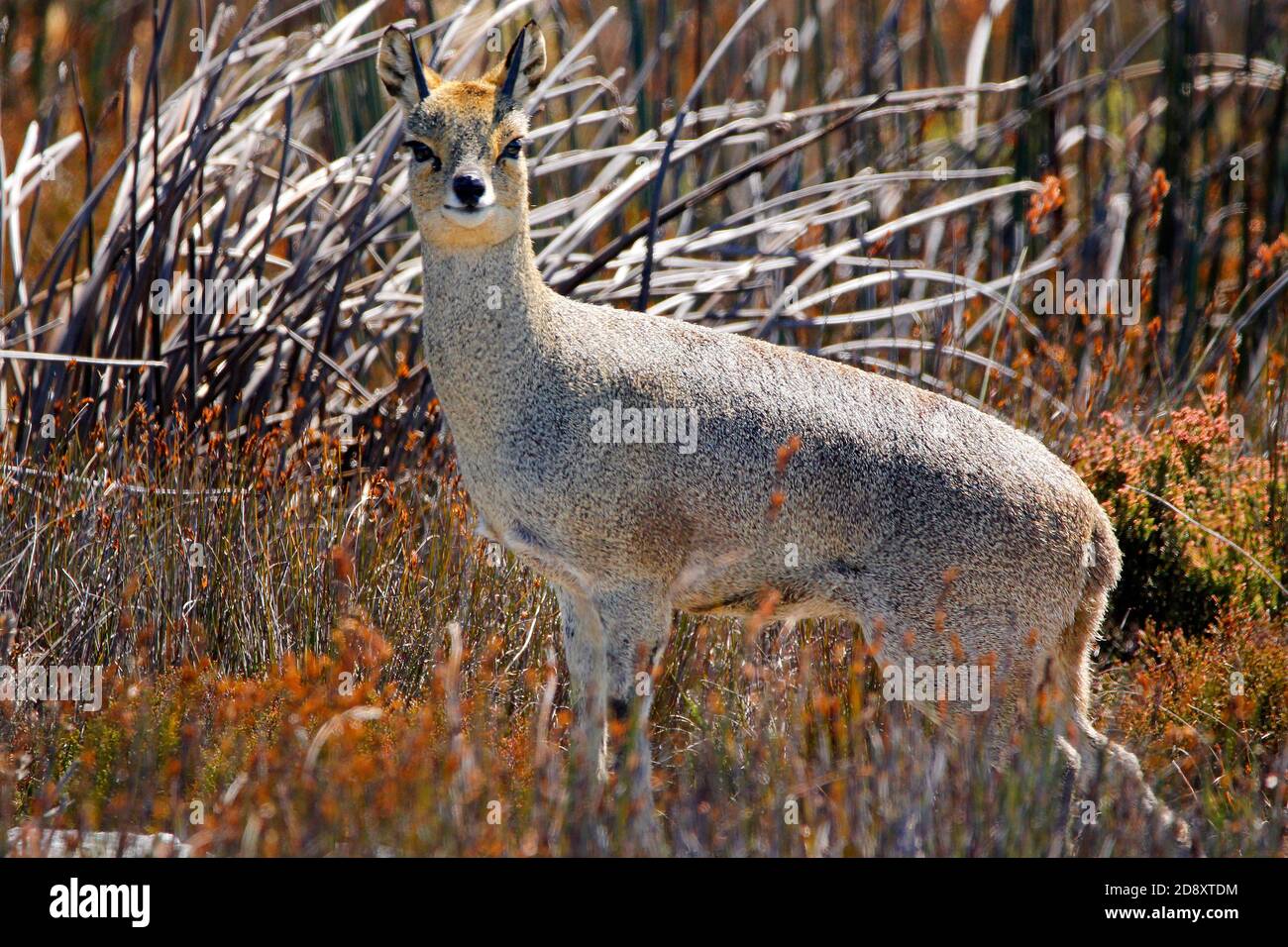 Un klipspringer mâle sur le sommet de Table Mountain au Cap. Banque D'Images