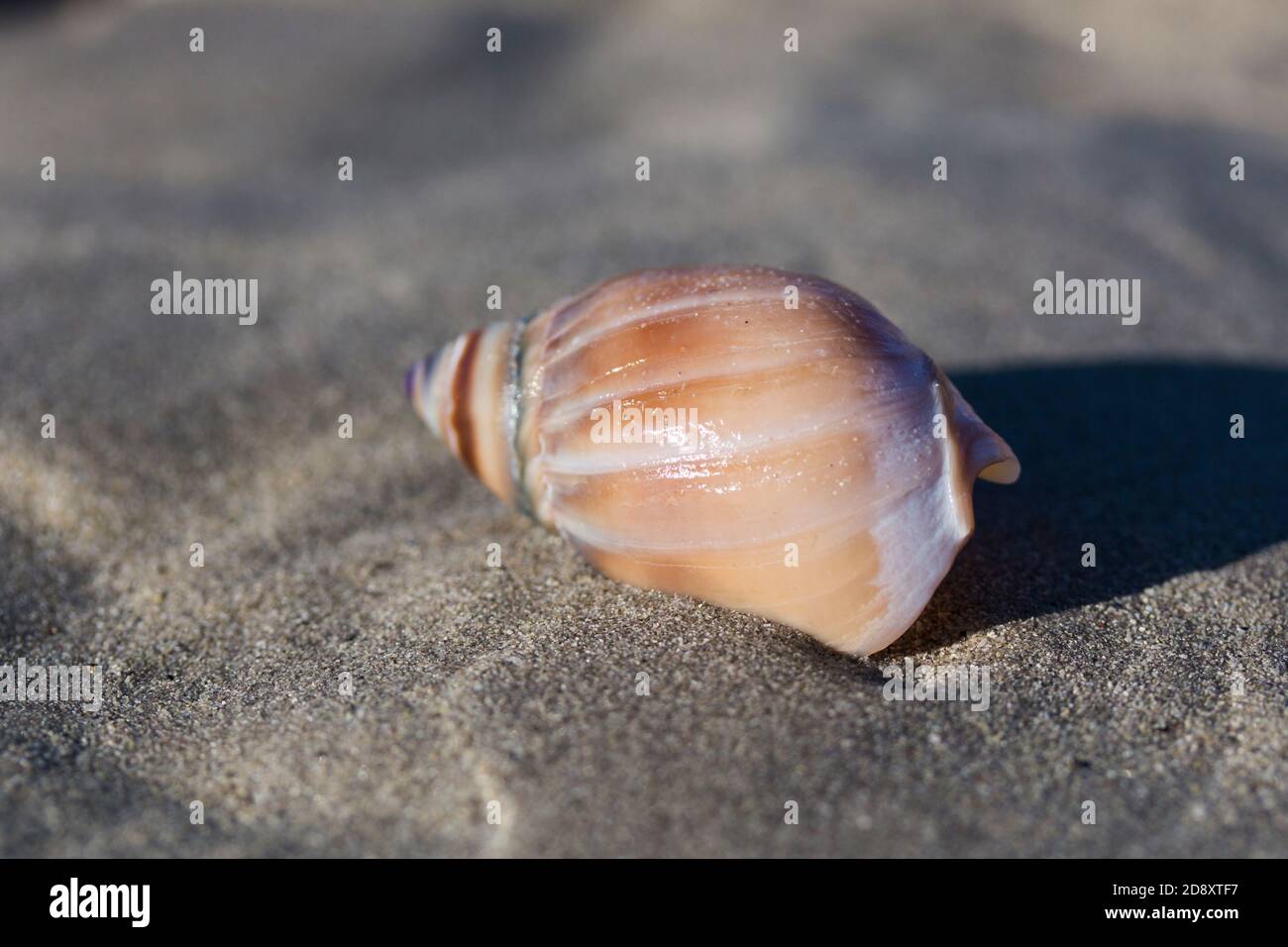 Coquillage (coquille de charrue à graisse) posé sur le sable humide de la clôture Banque D'Images