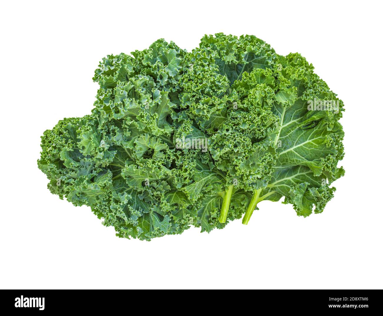 Salade de feuilles de kale légume isolée sur fond blanc. Mise en page créative en gros plan de kale. Pose à plat. Concept alimentaire. Banque D'Images