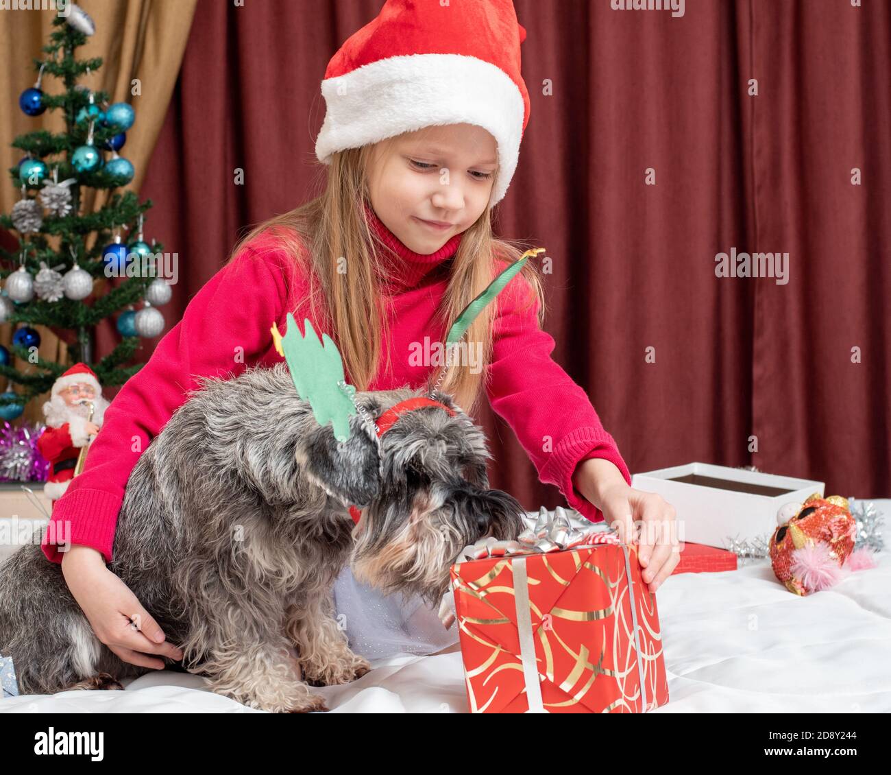 Une jolie petite fille dans un chapeau de Père Noël donne un cadeau dans un emballage rouge à un schnauzer miniature chien Banque D'Images