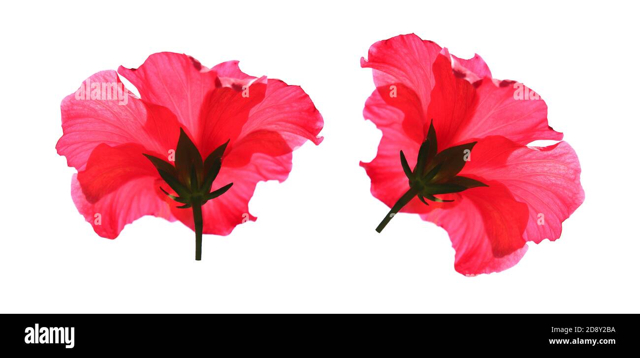 fleurs d'hibiscus exotiques. grande fleur lumineuse d'hibiscus rouge isolée sur fond blanc Banque D'Images