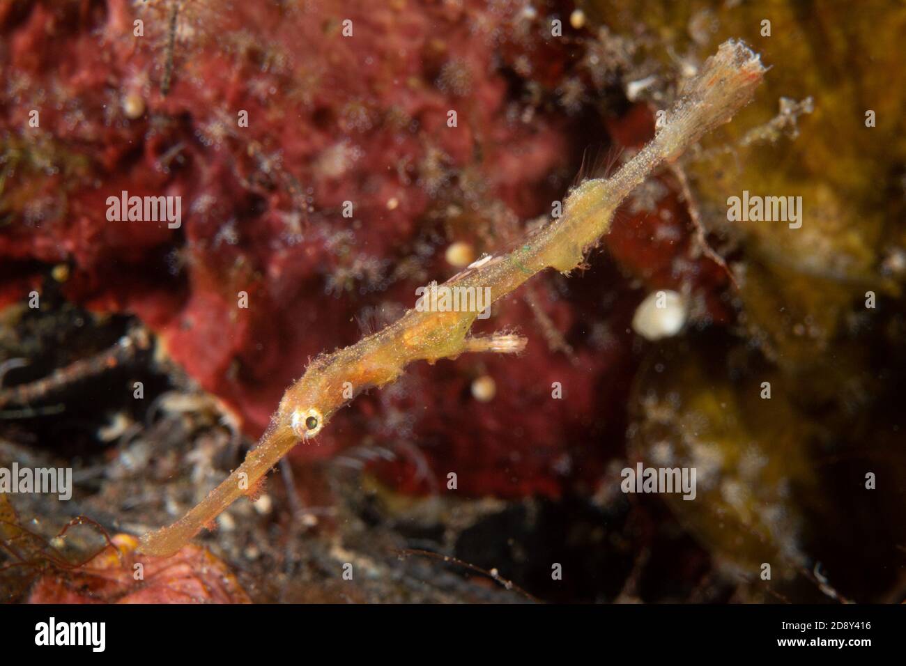 Bali. 31 octobre 2020. Photo prise le 31 octobre 2020 montre un poisson-perce parmi les coraux à Tulamben, Bali, Indonésie. La riche diversité de la vie marine fait de la célèbre destination touristique de l'Indonésie, Bali, l'un des meilleurs sites de plongée au monde. Credit: Du Yu/Xinhua/Alay Live News Banque D'Images