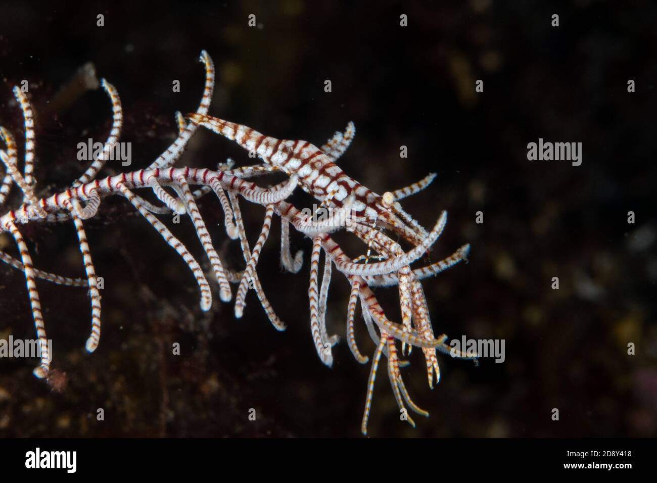 Bali. 1er novembre 2020. Photo prise le 1er novembre 2020 montre une crevette sur un corail à Tulamben, Bali, Indonésie. La riche diversité de la vie marine fait de la célèbre destination touristique de l'Indonésie, Bali, l'un des meilleurs sites de plongée au monde. Credit: Du Yu/Xinhua/Alay Live News Banque D'Images