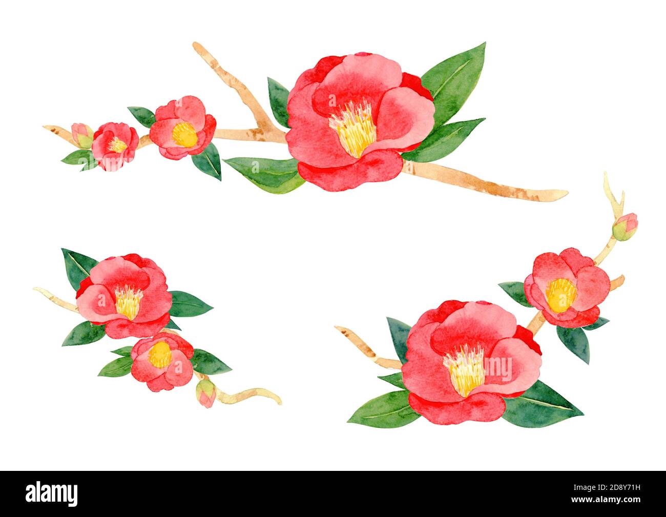 fleur de camellia japonica rouge et feuilles isolées sur fond blanc. tsubaki japonais. Symbole de l'amour. Illustration de peinture à la main aquarelle. Banque D'Images