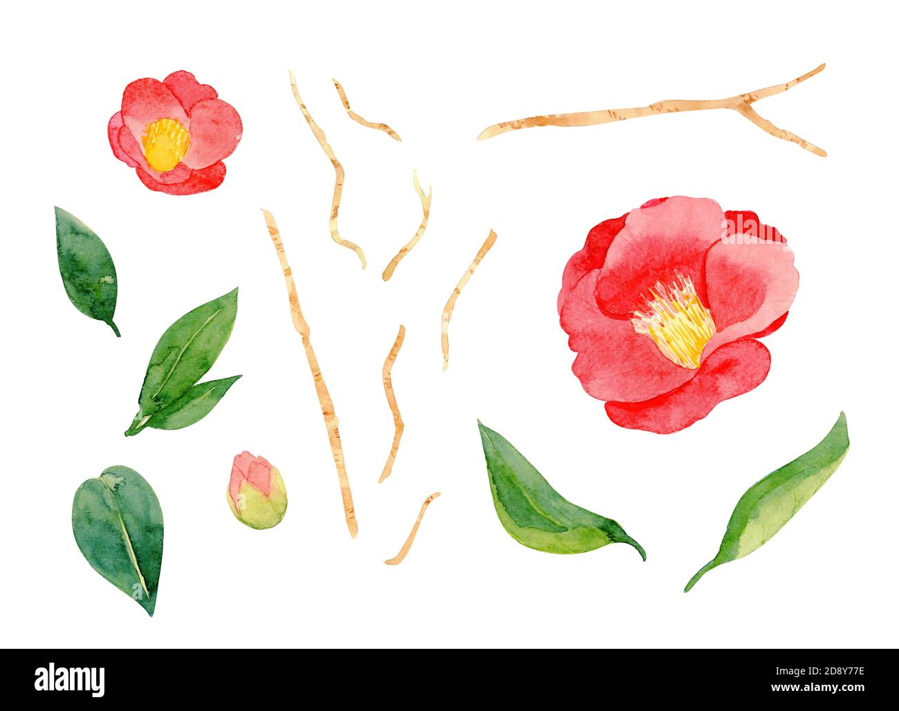 fleur de camellia japonica rouge et feuilles isolées sur fond blanc. tsubaki japonais. Symbole de l'amour. Illustration de peinture à la main aquarelle. Banque D'Images