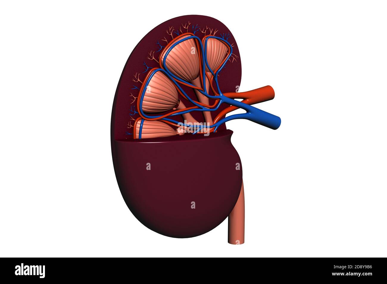 Rein humain Banque D'Images