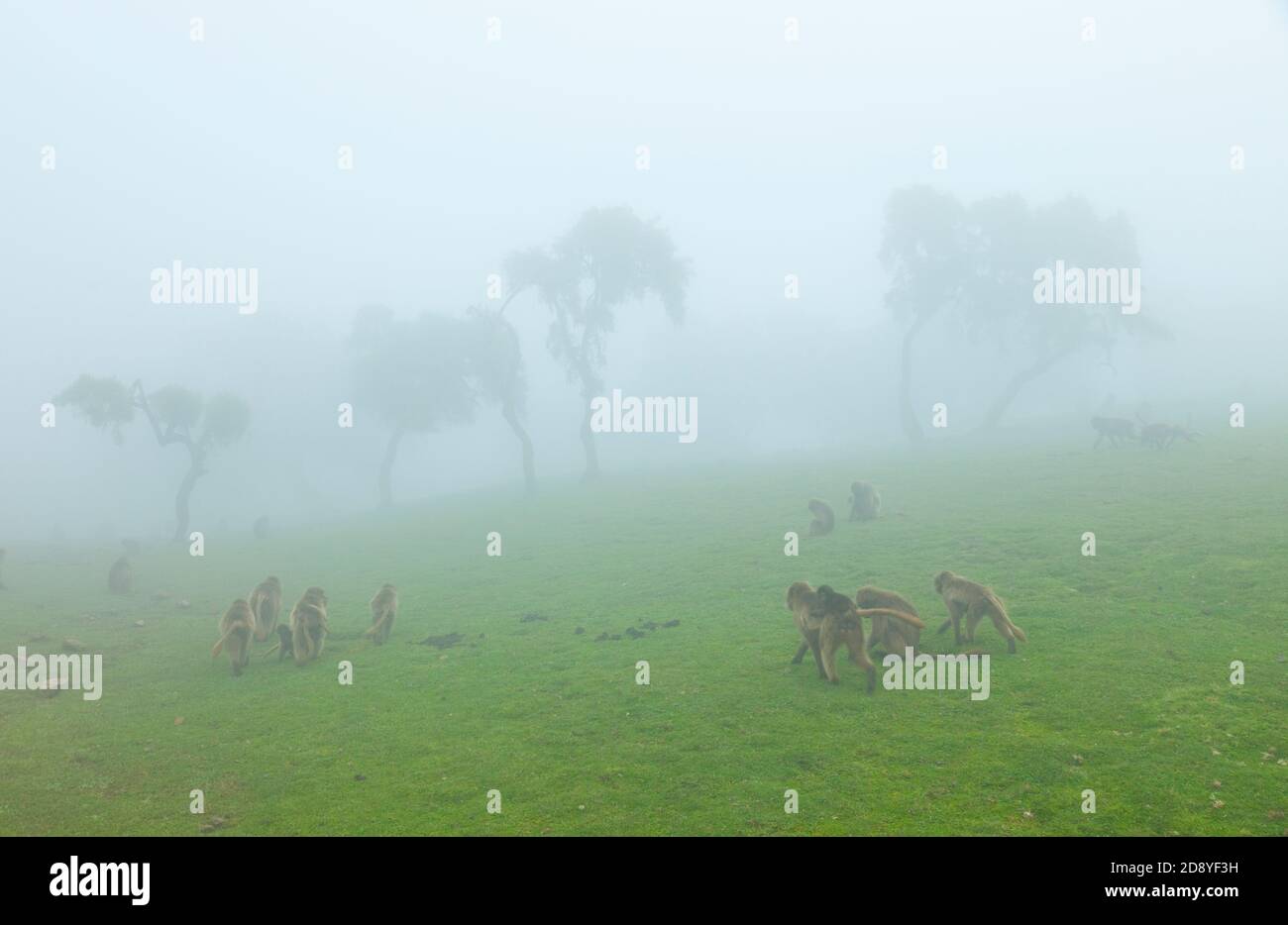 BABUINO GELADA - Gelada Baboon (Theropithecus gelada), Parque Nacional Montañas Simien, Etiopia, Afrique Banque D'Images