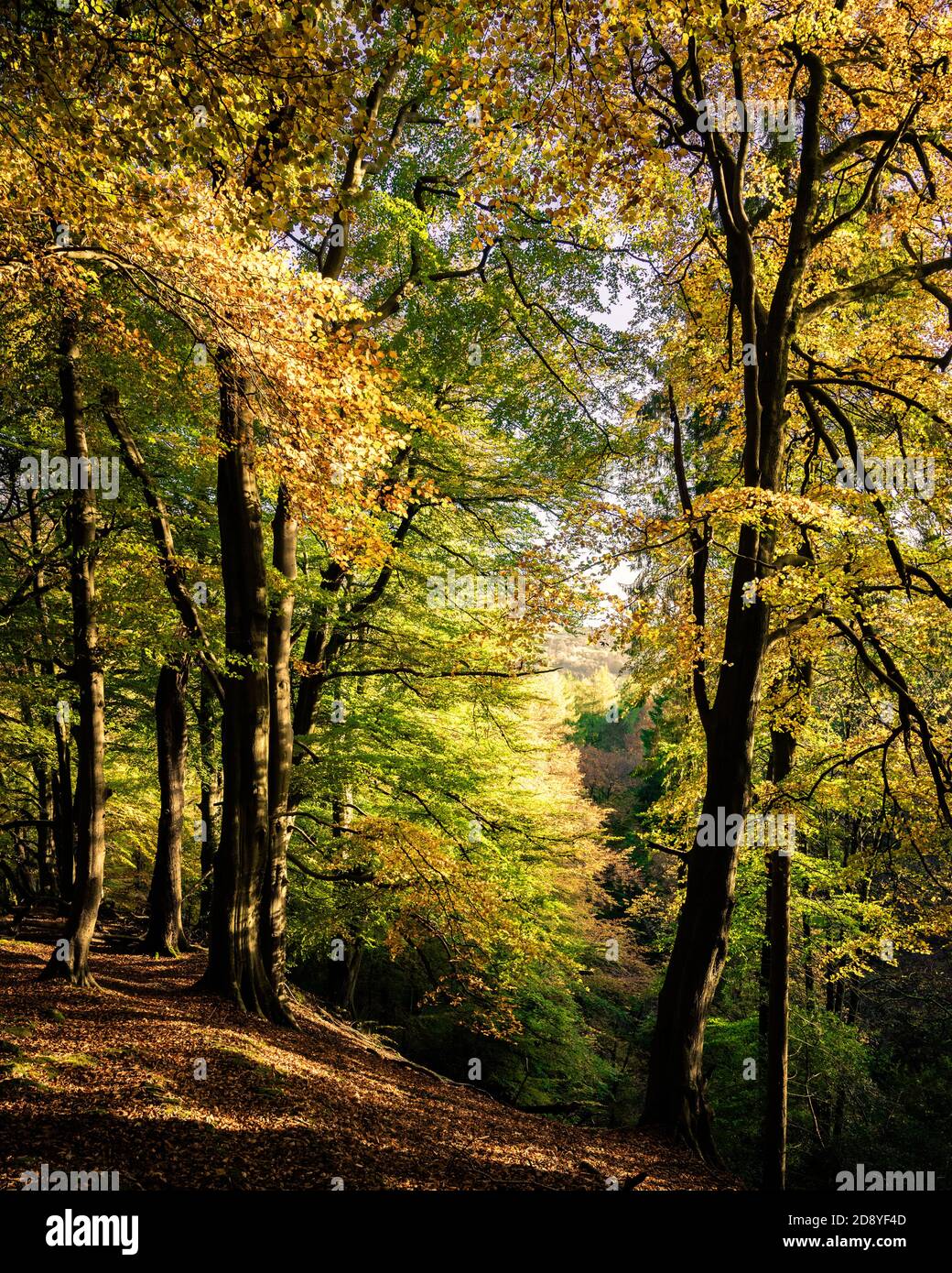 Hêtre dans le bois de grèves Banque D'Images