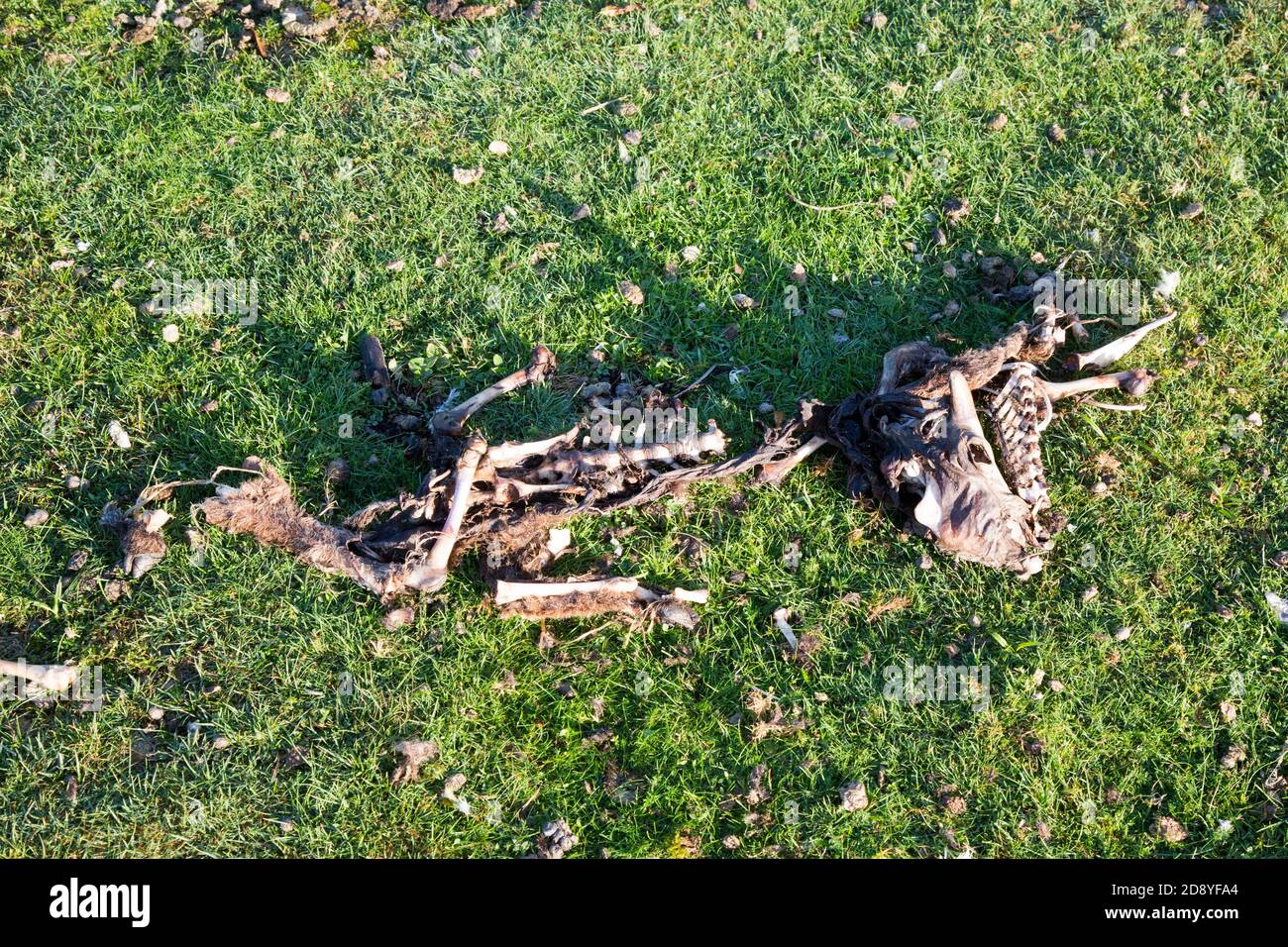 Carcasse de mouton à la pêche à la truite de Testwood, Hampshire, Angleterre, Royaume-Uni. Banque D'Images