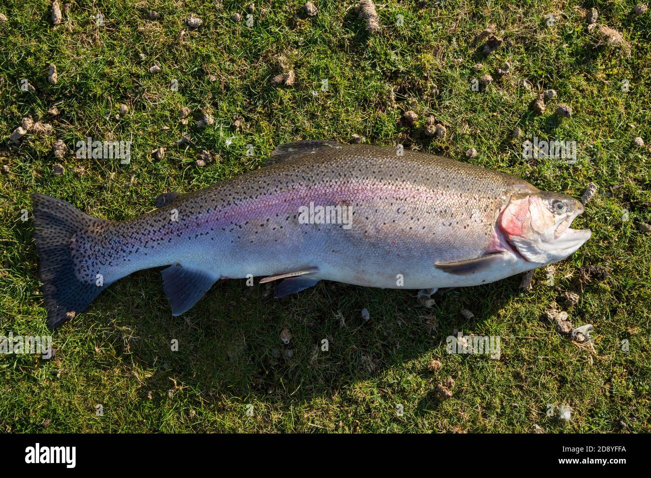 Truite arc-en-ciel 8 lb à la pêche à la truite de Testwood, Hampshire, Angleterre, Royaume-Uni. Banque D'Images