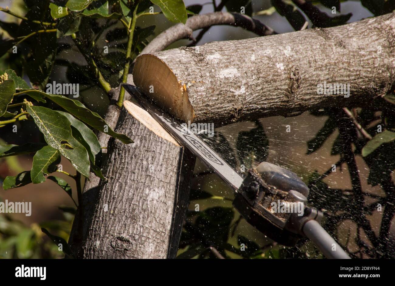 Chainsawing branche d'un arbre d'avocat (persea americana), élagage de maintenance dans un verger de Tamborine Mountain, Australie. Banque D'Images