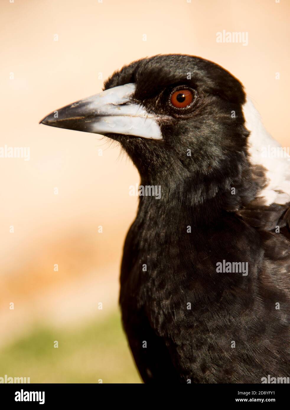 Jardin privé du magpie australien (cracticus tibicen), Australie. Intelligent, reconnaît les visages humains. Agressif envers les étrangers pendant la saison de nidification. Banque D'Images