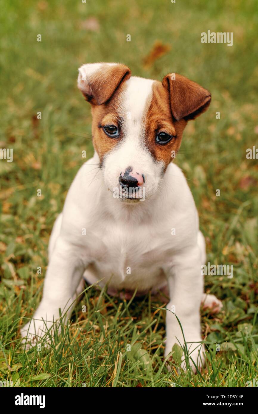 Jack Russell Terrier chiot assis dans l'herbe à l'automne Banque D'Images