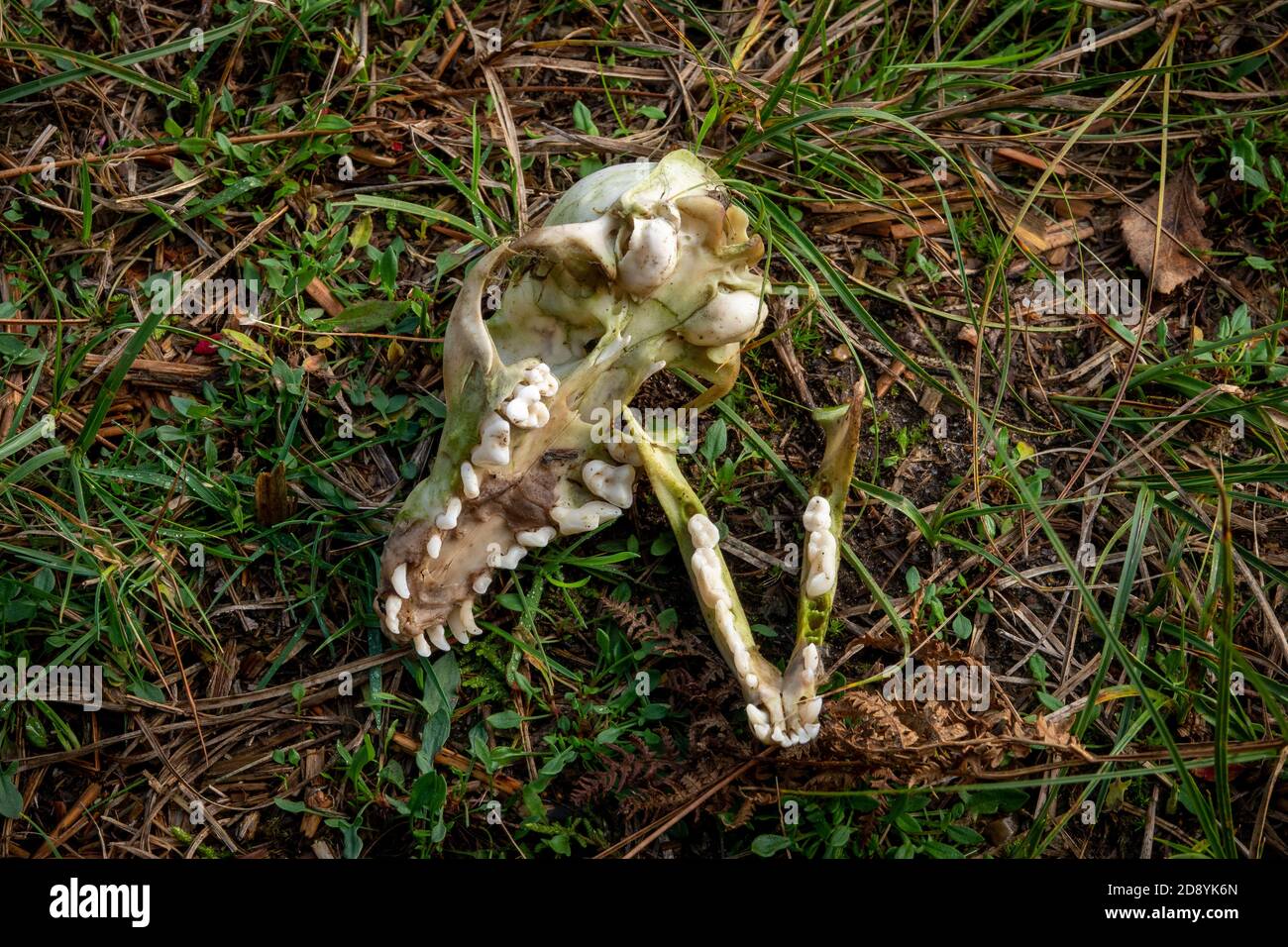 Deux moitiés d'un crâne de blaireau reposant sur l'herbe Banque D'Images