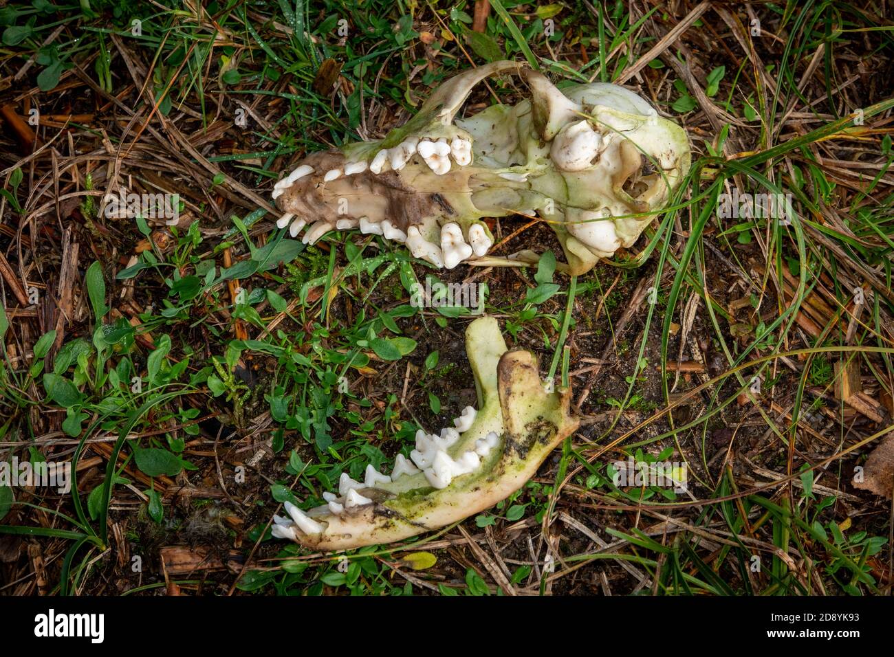 Deux moitiés d'un crâne de blaireau reposant sur l'herbe Banque D'Images