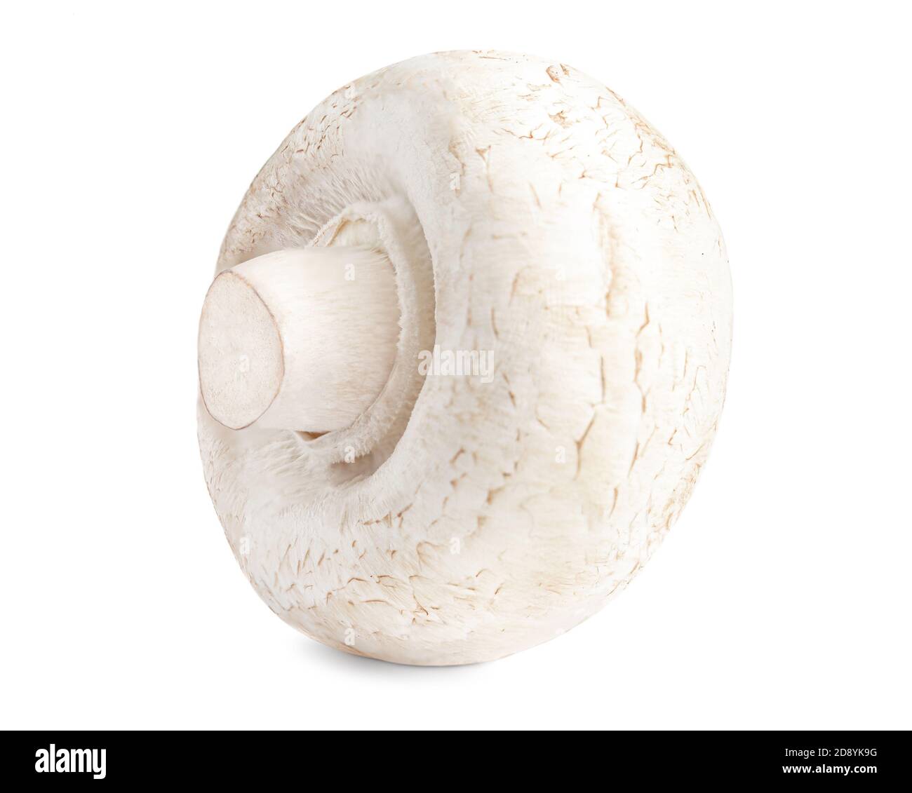 Champignons frais isolés sur fond blanc. Champagne bio gros plan. Vue latérale Banque D'Images