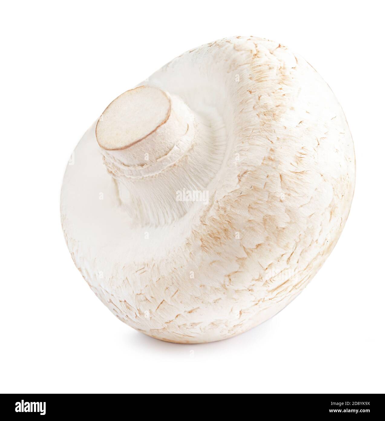 Champignons frais isolés sur fond blanc. Champagne bio gros plan Banque D'Images