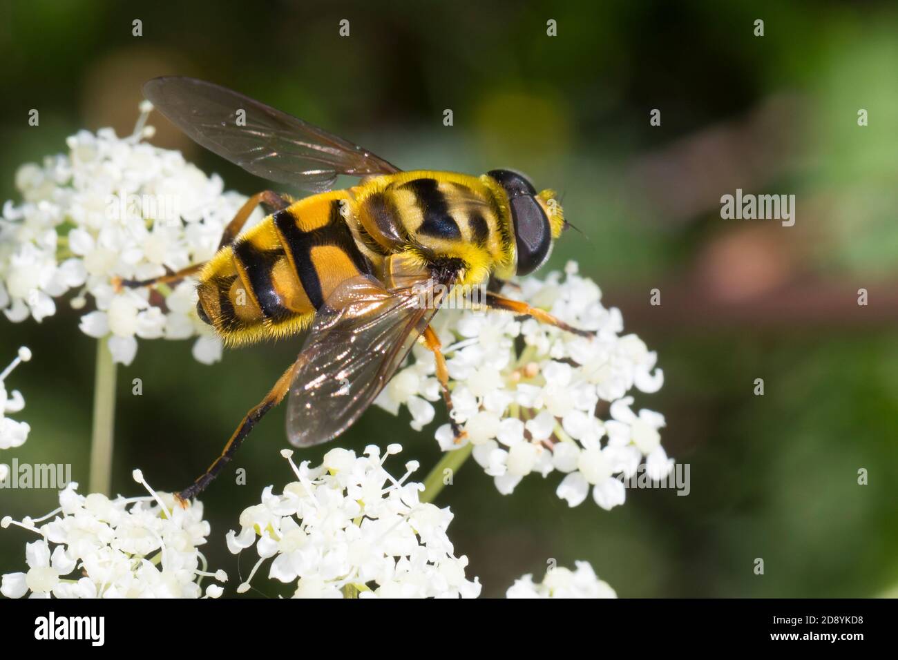 Totenkopfschwebfliege, Totenkopf-Schwebfliege, Gemeine Doldenschwebfliege, Dolden-Schwebfliege, Schwebfliege, Myathropa florea, Deathskull Fly, morts Banque D'Images