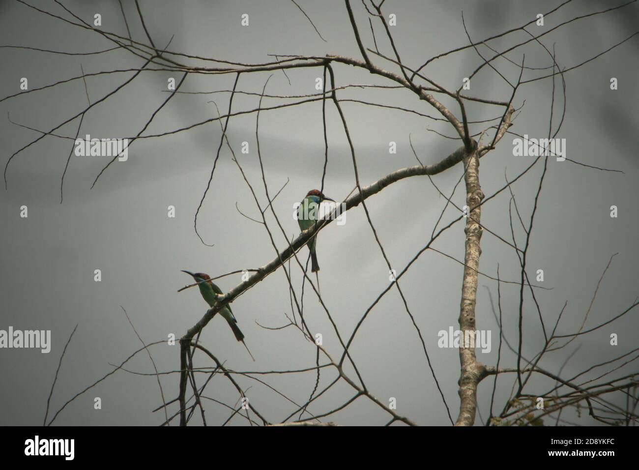Oiseaux solaires, espèces non identifiées, sur un arbre sec dans l'écosystème de Batang Toru, Central Tapanuli, North Sumatra, Indonésie. Banque D'Images