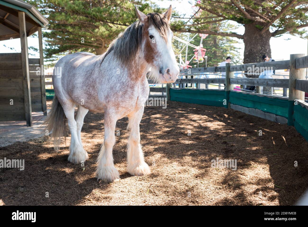 L'un des plus beaux chevaux Clydesdale qui tire le tram tiré par des chevaux à Victor Harbor, en Australie méridionale Banque D'Images